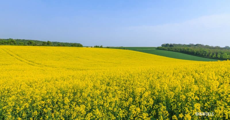 Qu’est-ce que les biocombustibles ?